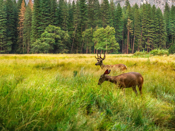 Rehbock im Feld - Jagd mit Verantwortung