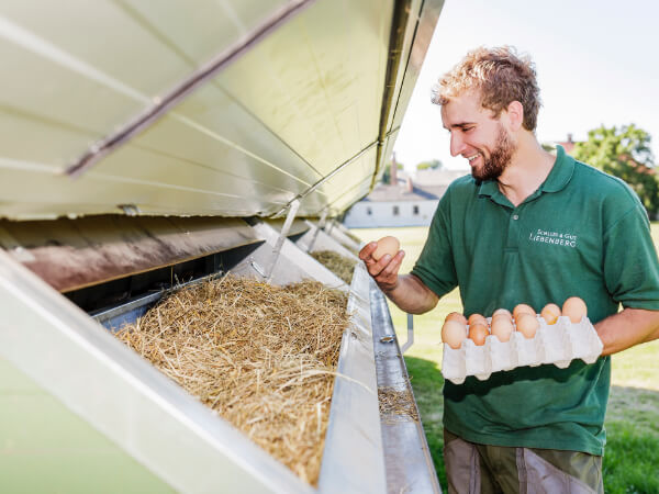 Fütterung unserer hauseigenen Hühner