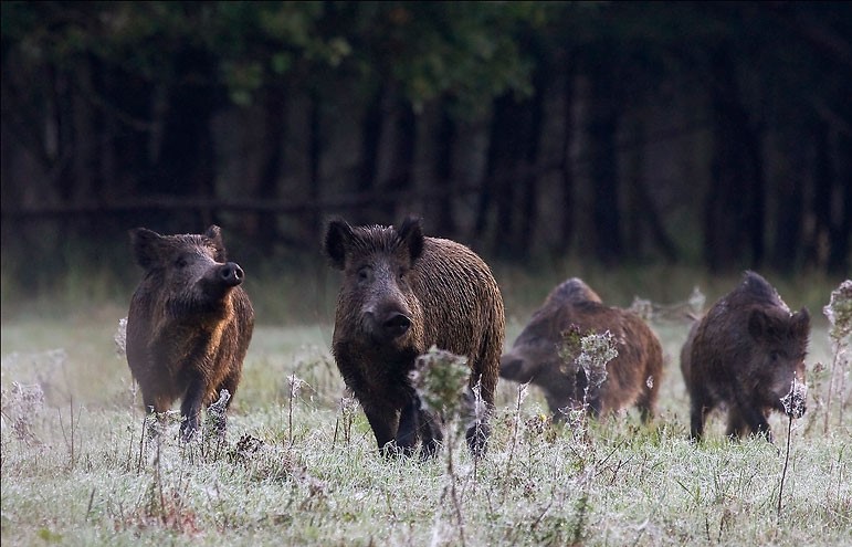 Jagen auf Kahl- und Schwarzwild