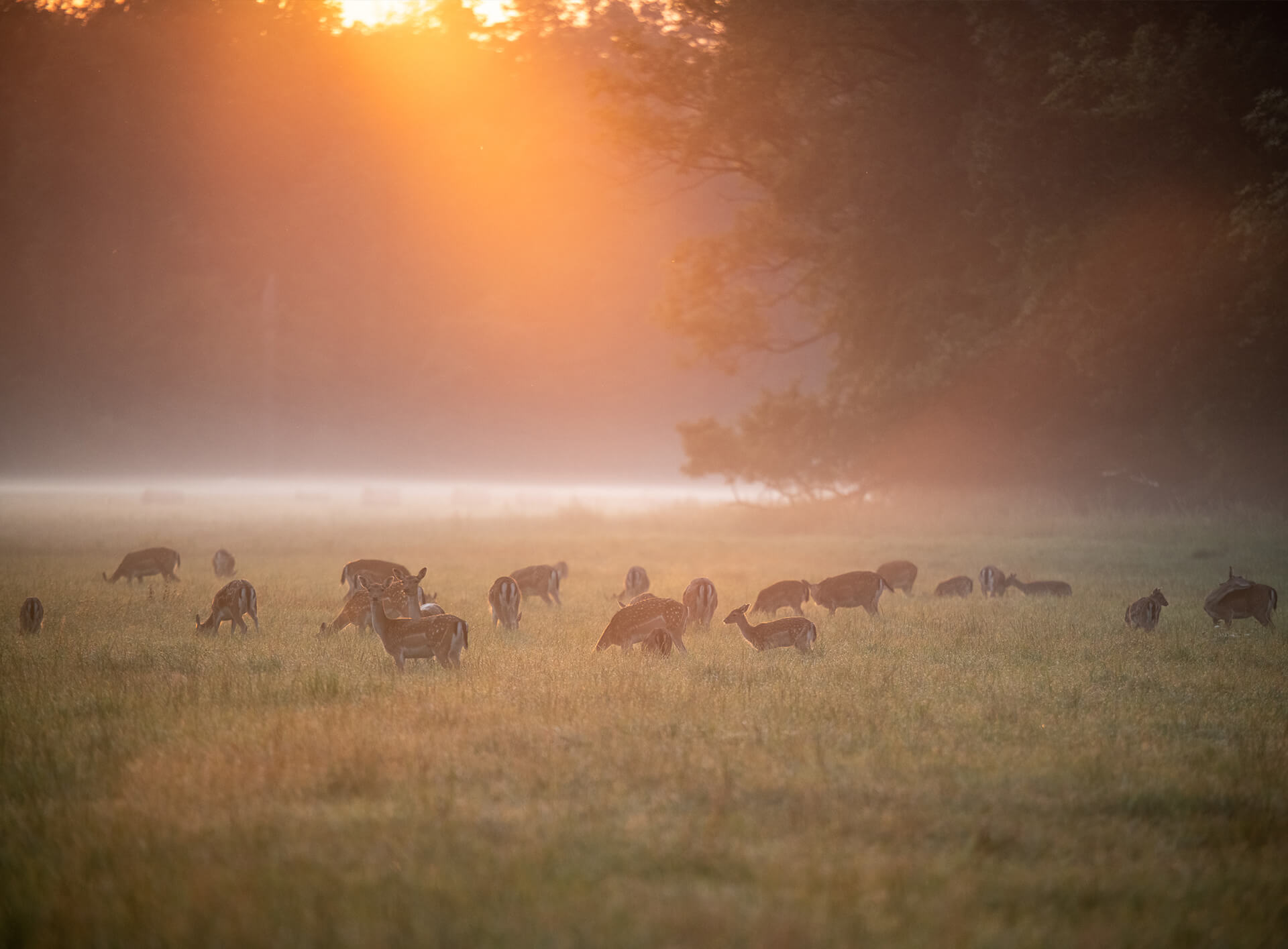 Natur- und Jagderlebnisse im Eigenjagdrevier Schloss & Gut Liebenberg